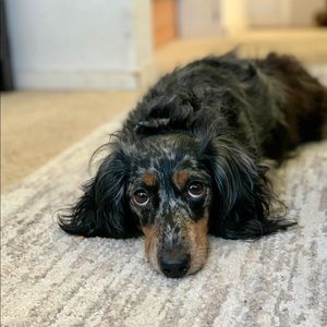 Meet your Posher, Oscar